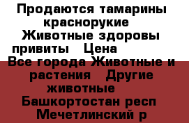 Продаются тамарины краснорукие . Животные здоровы привиты › Цена ­ 85 000 - Все города Животные и растения » Другие животные   . Башкортостан респ.,Мечетлинский р-н